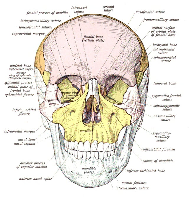 Human skull from the front