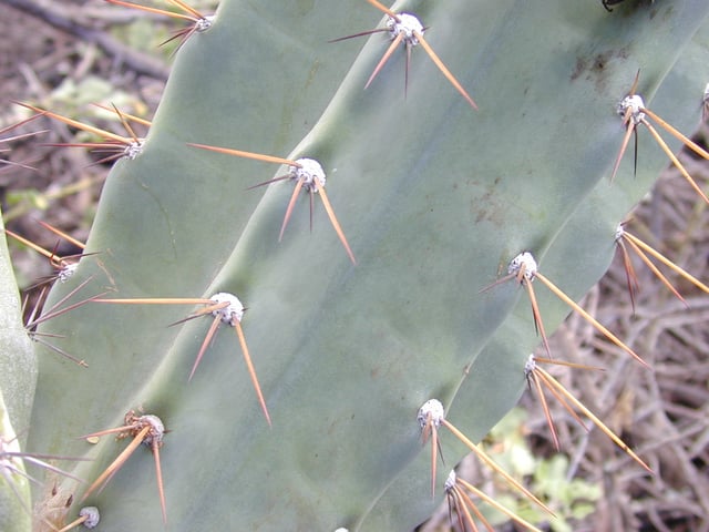 Stem of young Cereus hildmannianus subsp. uruguayanus, showing ribbing and waxy coating