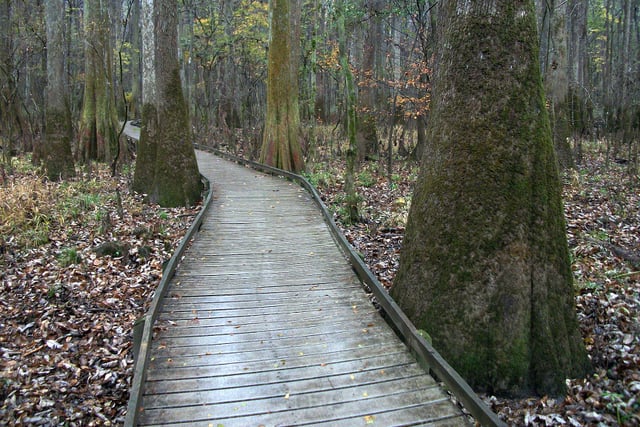 Congaree National Park swamp boardwalk