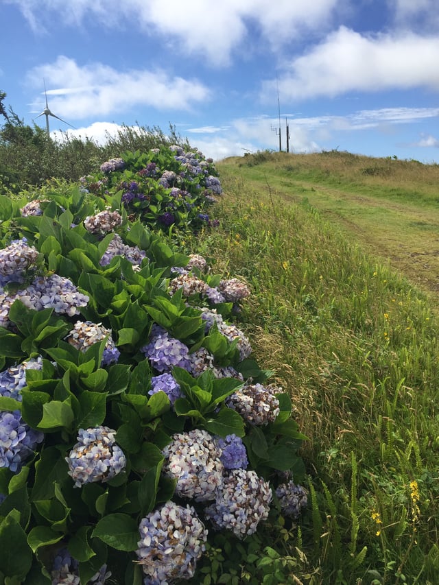Typical roadside hedgerow of hydrangeas on Terceira, the Azores.