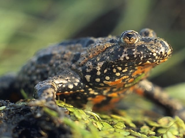 European fire-bellied toad (Bombina bombina)