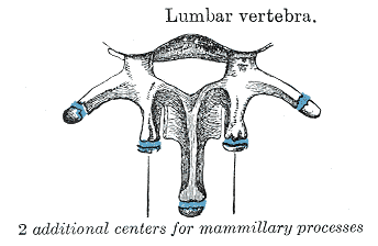 Lumbar vertebra showing mammillary processes