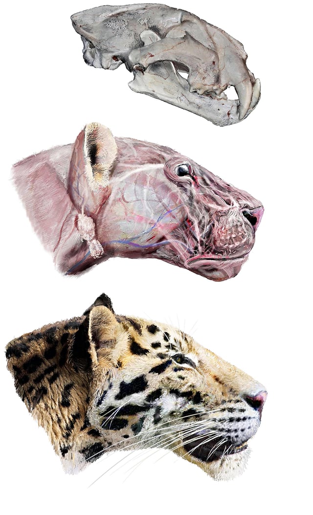 Restoration of a Panthera zdanskyi skull, an extinct tiger relative whose fossil remains were found in northwest China