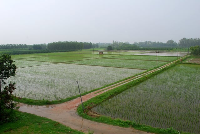 Agricultural fields of Punjab during the monsoon
