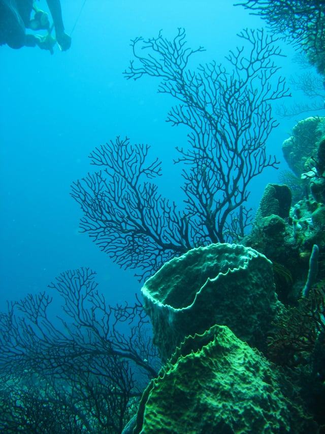 Coral reef, near Soufrière Quarter, Saint Lucia