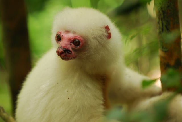 The critically endangered silky sifaka
