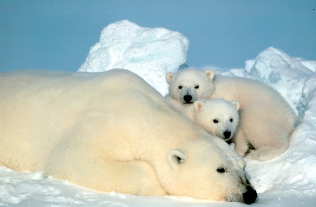 Polar bears use their fur for warmth and while their skin is black, their transparent fur appears white and provides camouflage while hunting and serves as protection by hiding cubs in the snow.