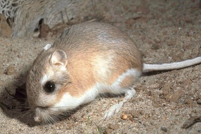 Kangaroo rats can locate food caches by spatial memory.