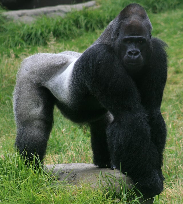 A male Western gorilla
