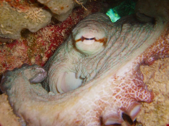 Eye of common octopus