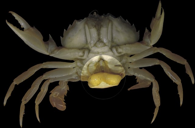 The parasitic castrator Sacculina carcini (highlighted) attached to its crab host