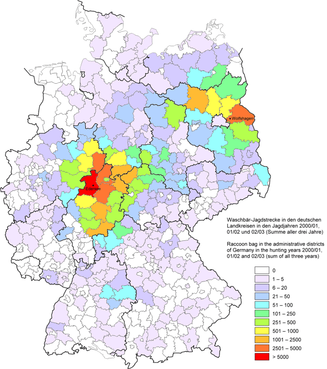 Distribution in Germany: Raccoons killed or found dead by hunters in the hunting years 2000–01, 2001–02 and 2002–03 in the administrative districts of Germany
