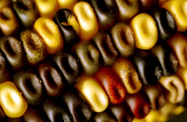 Multicolored corn kernels (CSIRO)