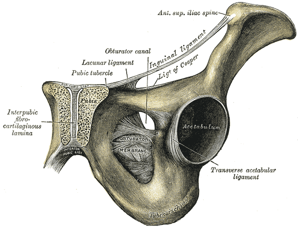 Coronal section through pubic symphysis