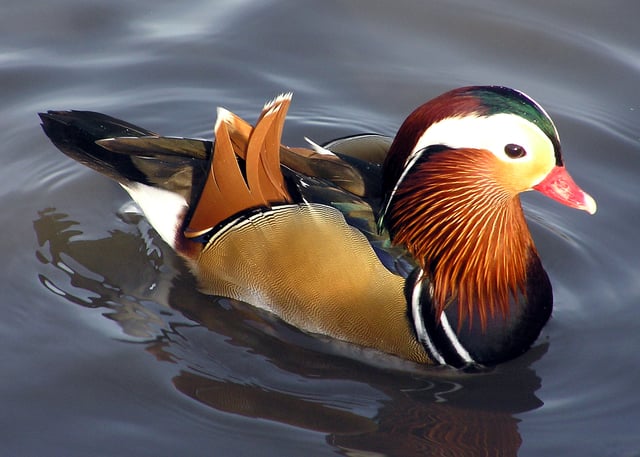 Male Mandarin duck