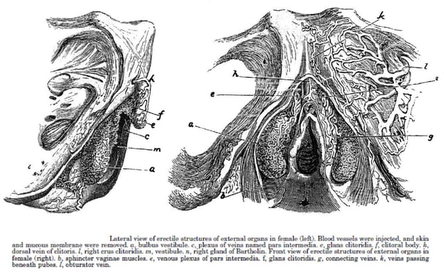 A Georg Ludwig Kobelt illustration of the anatomy of the clitoris