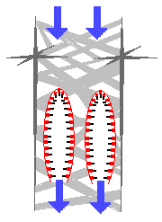 The glass sponge Euplectella