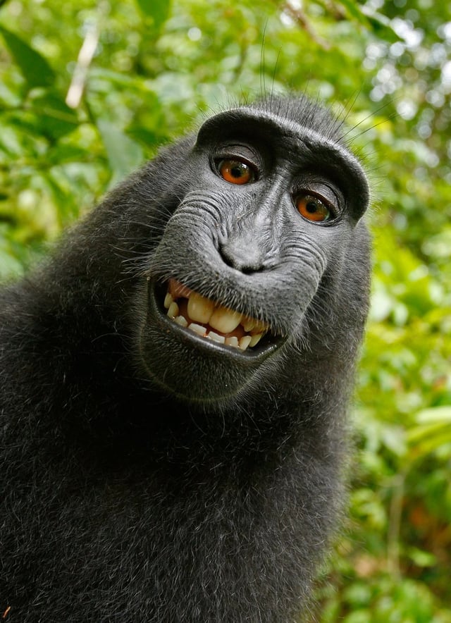 "Monkey selfie" of a macaque who had picked up a camera.