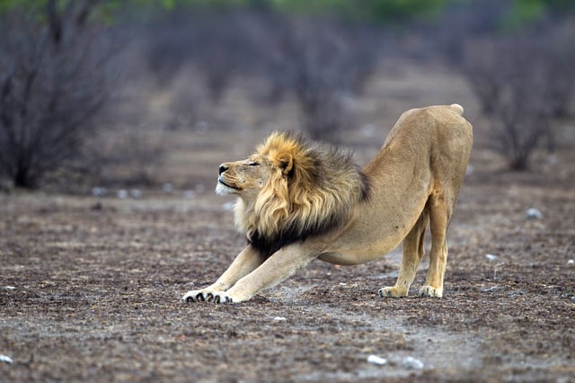 Adult male lion in Etosha National Park