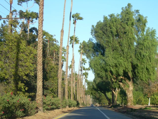 Victoria Avenue provides a citrus-lined paseo for both visitors and locals to enjoy.