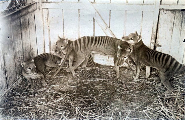 Thylacine family at Beaumaris Zoo in Hobart, 1910