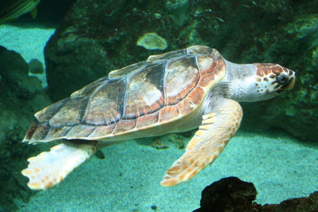 A loggerhead sea turtle, by far the most common species of marine turtle in the Canary Islands.