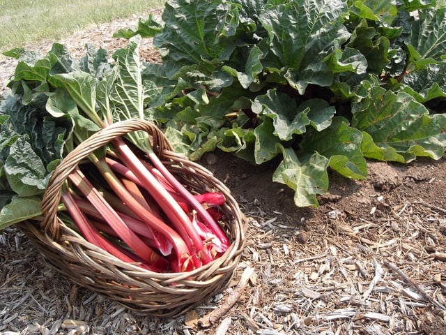 Harvested rhubarb petioles with leaves attached