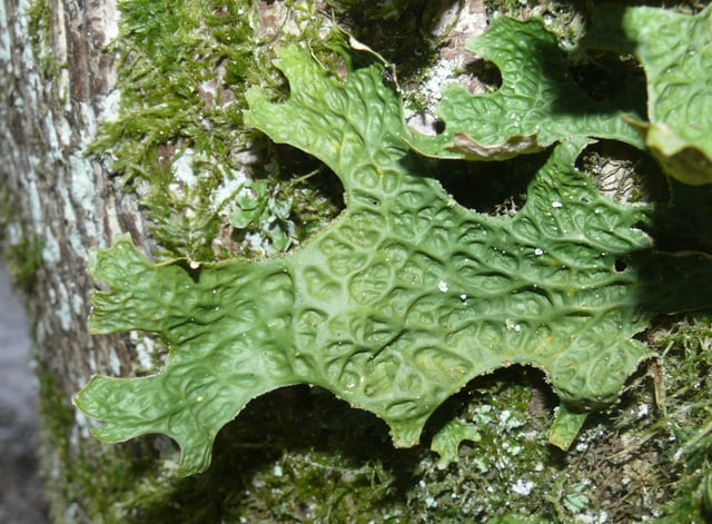 The lichen Lobaria pulmonaria, a symbiosis of fungal, algal, and cyanobacterial species