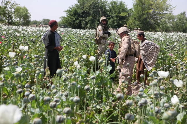 Afghanistan, Helmand province. A Marine greets local children working in the field of opium poppies near the base.