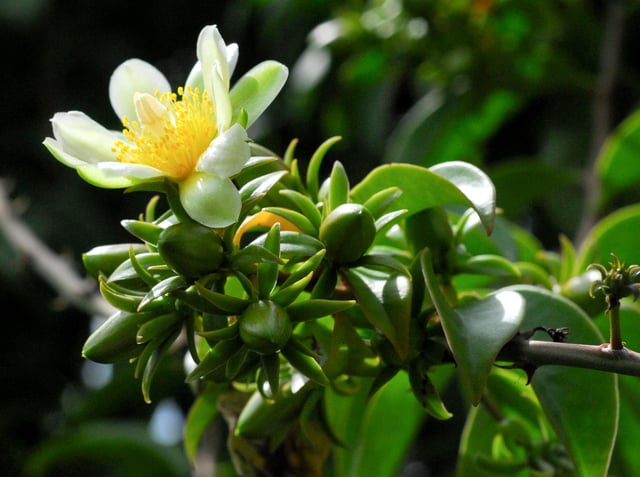 Pereskioideae: Pereskia aculeata