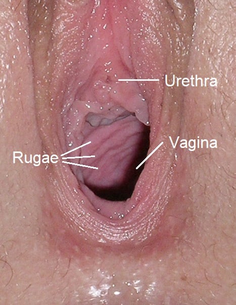 Folds of mucosa (or vaginal rugae) are shown in the front third of a vagina.
