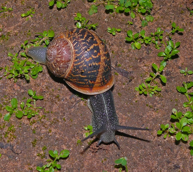 Cornu aspersum (formerly Helix aspersa) – a common land snail