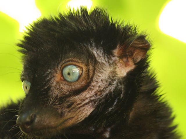 Sclater's lemur, also known as the blue-eyed black lemur
