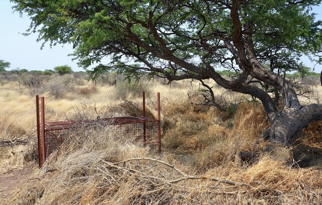 Cage trap (live trap) for cheetahs on a farm in Namibia