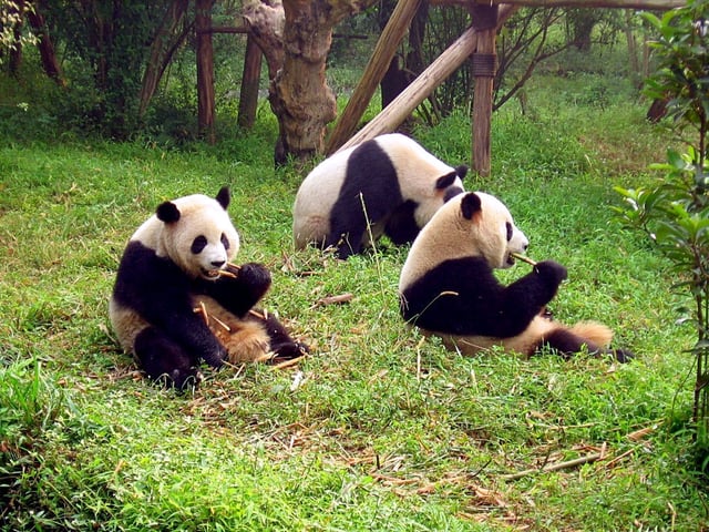 Giant pandas at the Sichuan Giant Panda Sanctuaries
