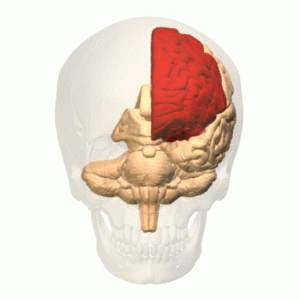 Brain animation: left frontal lobe highlighted in red. Moniz targeted the frontal lobes in the leucotomy procedure he first conceived in 1933.