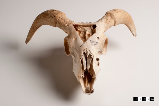 Goat skull.