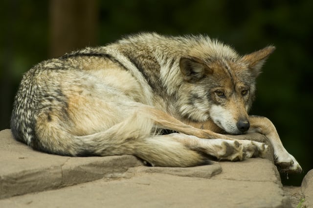 Mexican wolf.