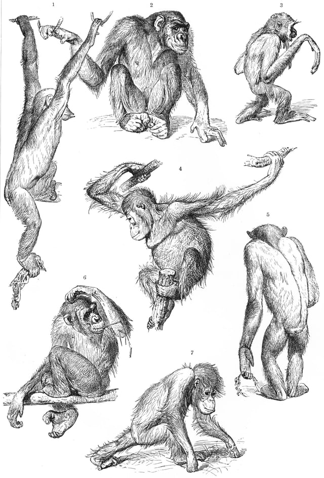 A 1927 drawing of chimpanzees, a gibbon (top right) and two orangutans (center and bottom center): The chimpanzee in the upper left is brachiating; the orangutan at the bottom center is knuckle-walking.