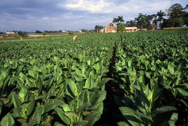 A field in Pinar del Rio planted with Cuban tobacco