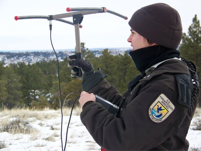 Wildlife officer tracking radio tagged mountain lion