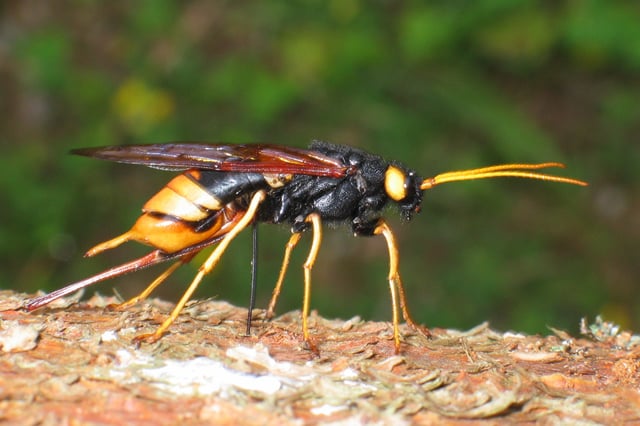 Giant horntail, Urocerus gigas, a Batesian mimic of a hornet, ovipositing. It does not sting.