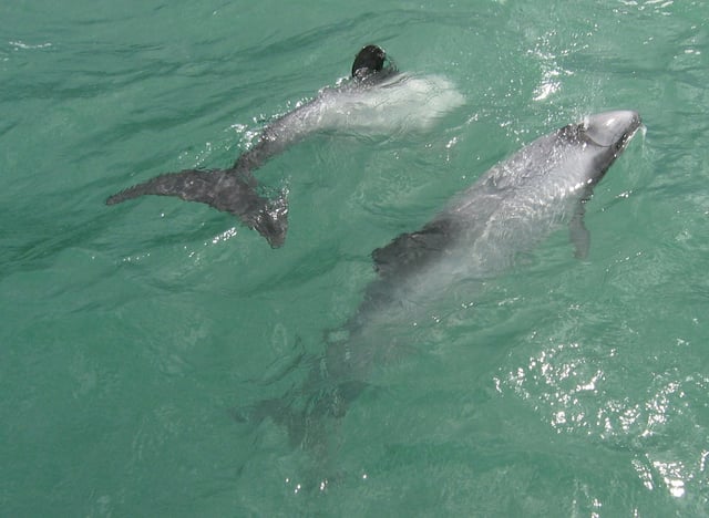 Hector's dolphins at Porpoise Bay, in the Catlins