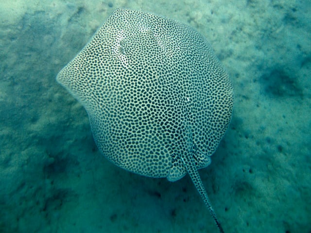 The reticulate whipray is one of the species that colonised the Eastern Mediterranean through the Suez Canal as part of the ongoing Lessepsian migration.