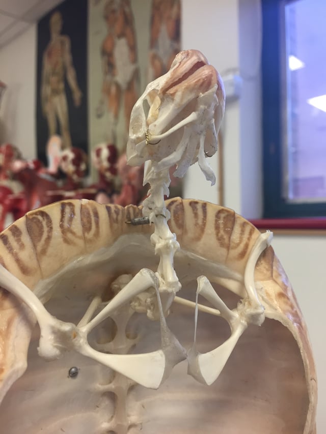 This image from Pacific Lutheran University shows the cervical vertebrae of a Cryptodire as seen ventrally. The vertebrae have an S-shaped curve to allow for neck retraction into the shell.