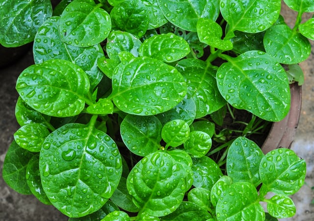 Leaves from West Bengal, India