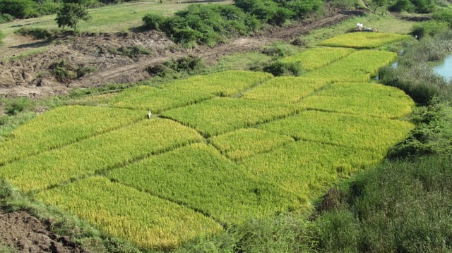 Paddy fields in Warangal district