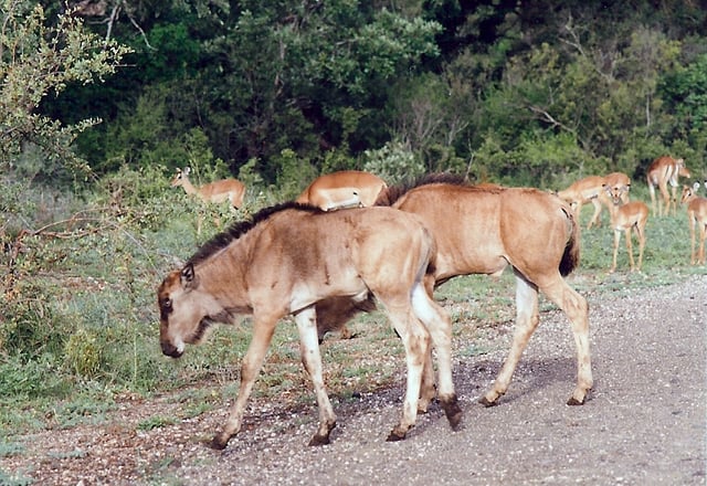 Most artiodactyls, such as the wildebeest, are born with hair.