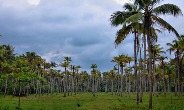 Coconut plantation in India