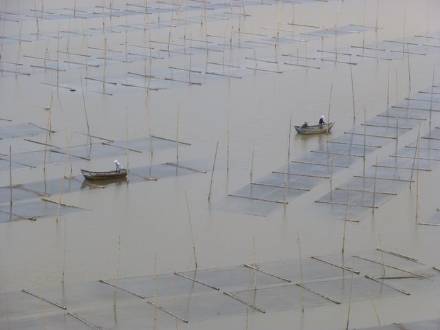 Bamboo is extensively used for fishing and aquaculture applications on the Dayu Bay in Cangnan County, Zhejiang